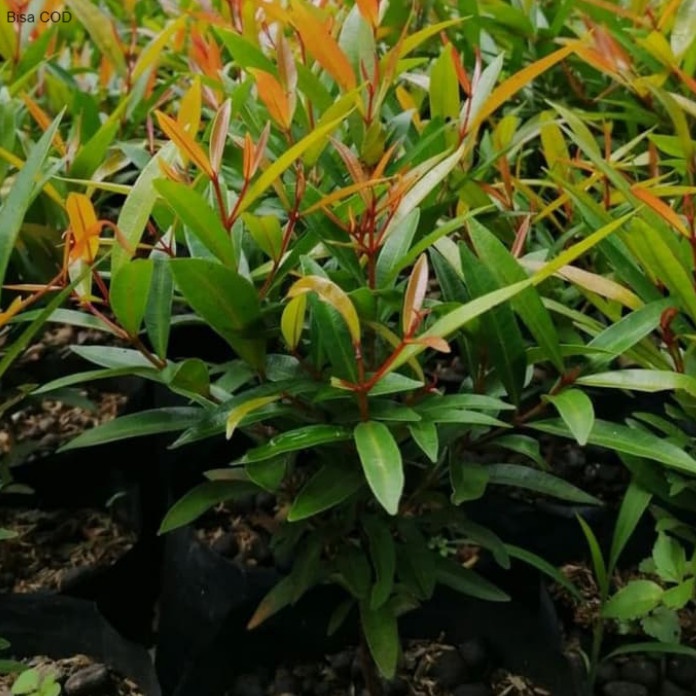 bibit pohon pucuk merah - pohon pucuk merah - tanaman hias pucuk merah