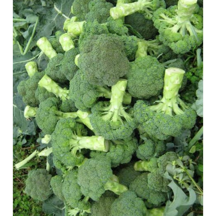 

BROKOLI PER 250 GR SAYUR SEGAR PALEMBANG