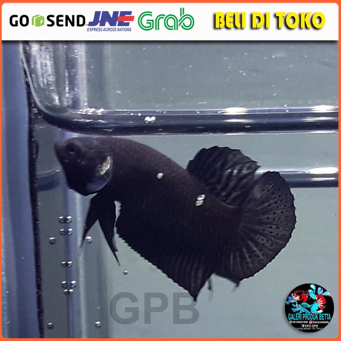 IKAN CUPANG BLACK MAMBA IKAN LAGA BLACK MAMBA IKAN HIAS CUPANG BLACK MAMBA