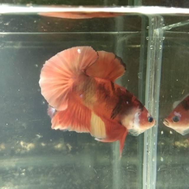 Ikan cupang nemo/koi/multi