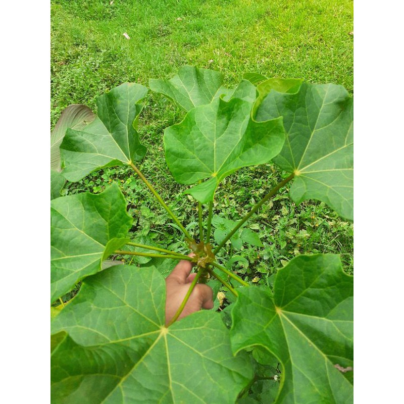

Daun jarak segar fresh 500 gram
