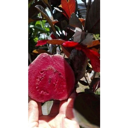 bibit jambu kristal merah  Australia