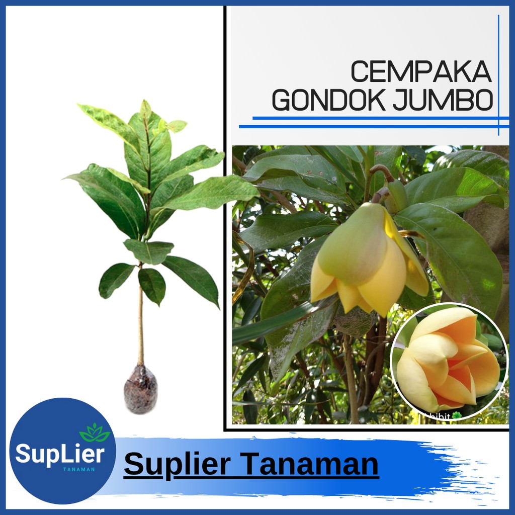 Tanamaan Hias Cempaka Gondok Jumbo
