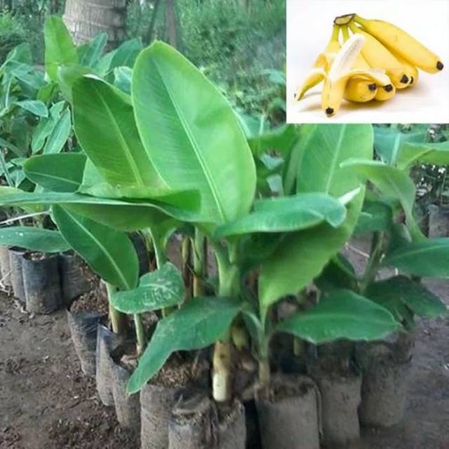 Bibit pohon pisang cavendish