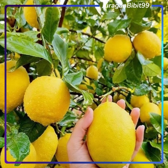Bibit Jeruk Lemon california