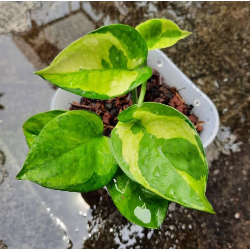 Sirih njoy yellow (Emerald)