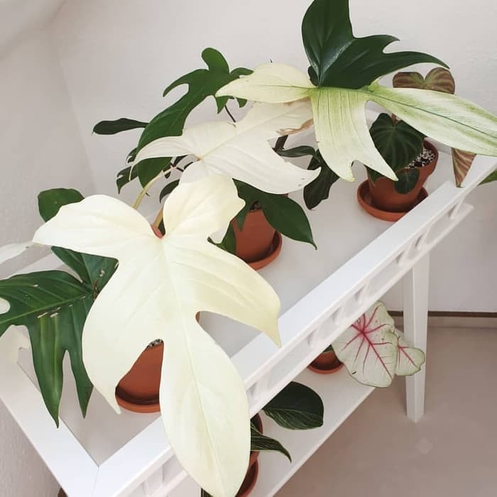 Jual tanaman hias philodendron florida ghost - tanaman  