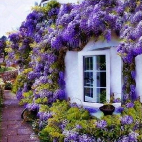 Best Quality Import Wisteria Bonsai Bunga Wisteria Pohon Tanaman Bunga Abadi Mendaki Pertumbuhan Shopee Indonesia