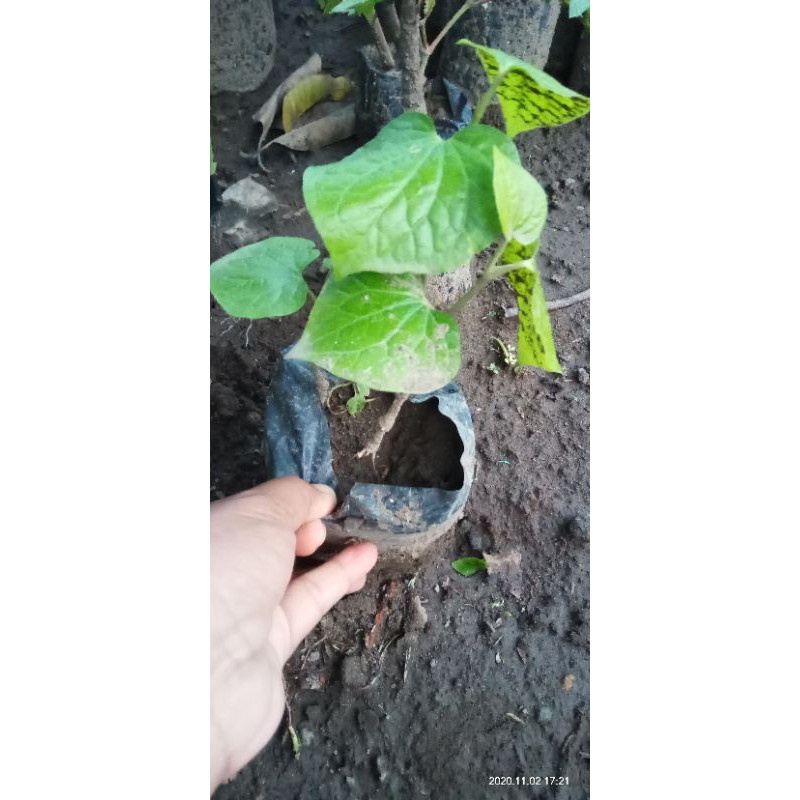 Termurah Berkuwalitas Cabe Jawa (Herbal) Beli 5 Gratis 1 Bisa Di Banyar Ditempat Atau Cod Diskon