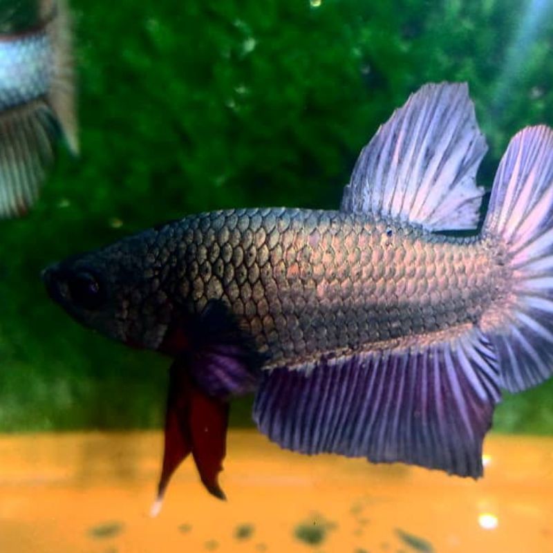 CUPANG AVATAR COPPER GOLD REAL PICT KODE AVCG045