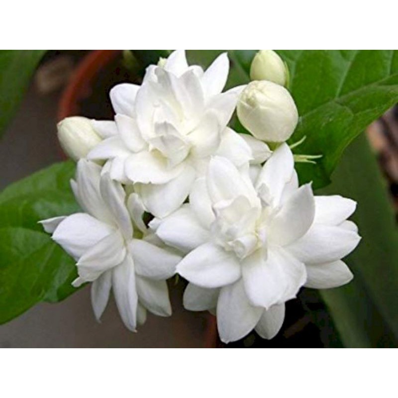 melati bibit bunga melati harum