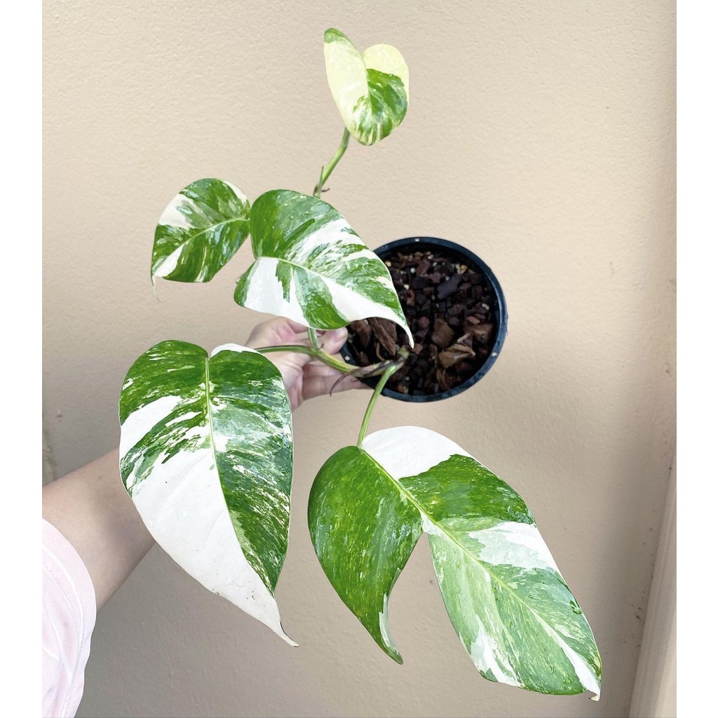 Tanaman bunga epipremnum pinatum variegata belum berbentuk / Epip pinnatum var murah / pinantum vari