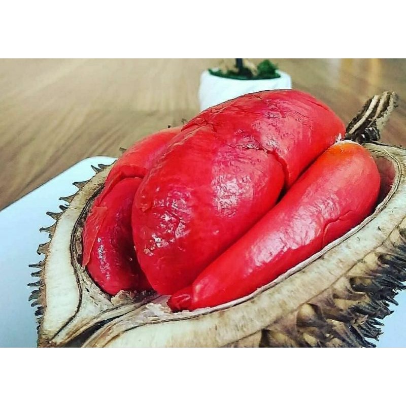 Bibit Durian merah