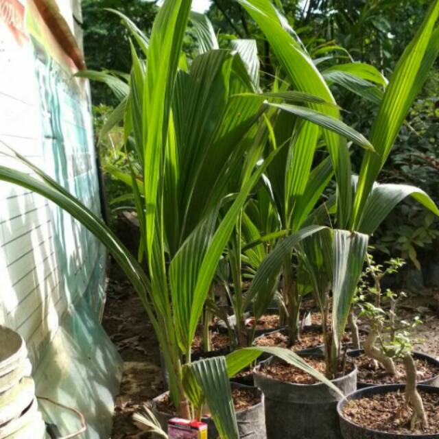 Jual Bibit Tanaman Kelapa Pandan Wangi | Shopee Indonesia