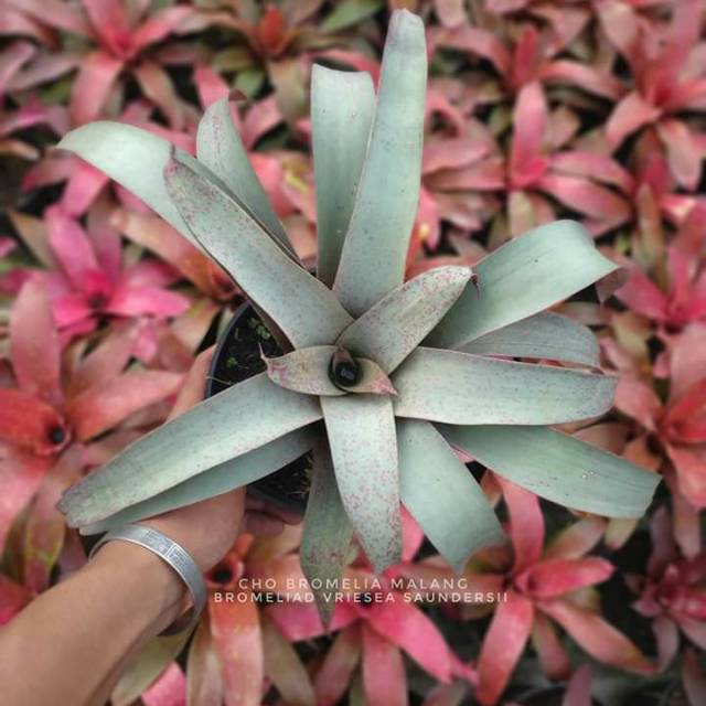 Bunga bromelia vriesea