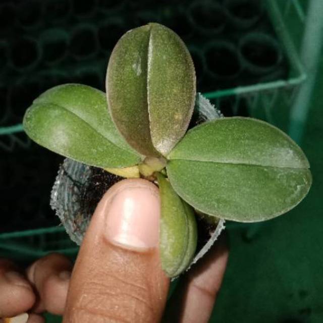 Seedling anggrek bulan hybrid