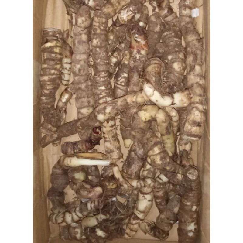 PAKET 3 BONGGOL CACAH ALOCASIA DRAGON SCALE SILVER, DRAGON SCALE, BLACK VELVET