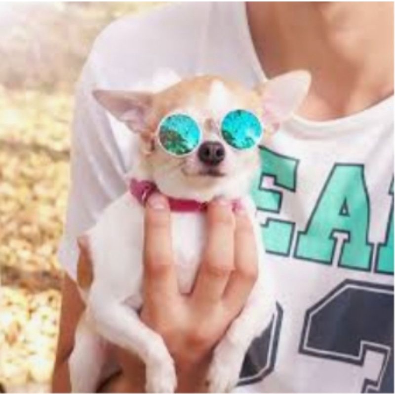 Kacamata Kucing Dan Anjing Asesoris Acecoris kucing Anjing Pet sunglasses eyeglasses