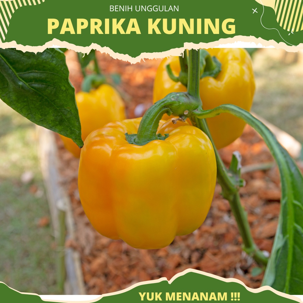 4 biji - Benih paprika kuning GOLDEN STAR F1 dari Known you seed