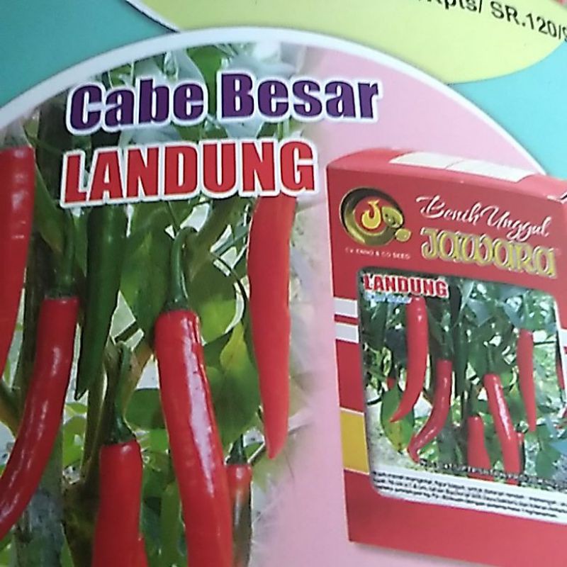 Benih Cabe Besar LANDUNG 5gr