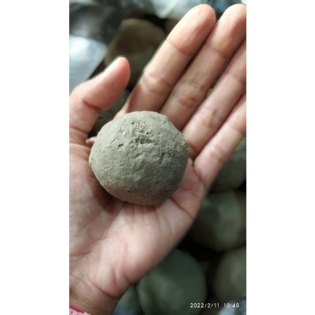 

termurah ampo Bundar,tanah 1kg