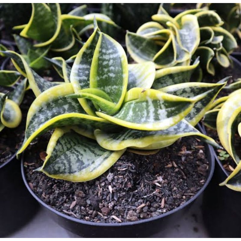 Tanaman hias Sansevieria Twister tsunami
