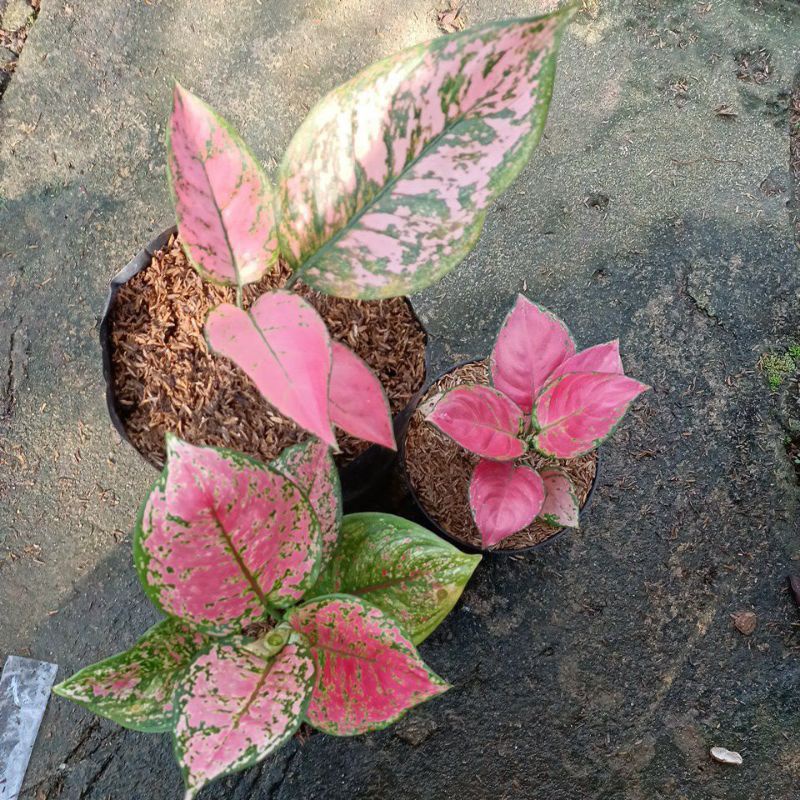 MURAH PAKET ANAKAN/BABY AGLONEMA DUT ANJAMANI,LADY VALENTINE,PINK KATRINA DAUN 1/2