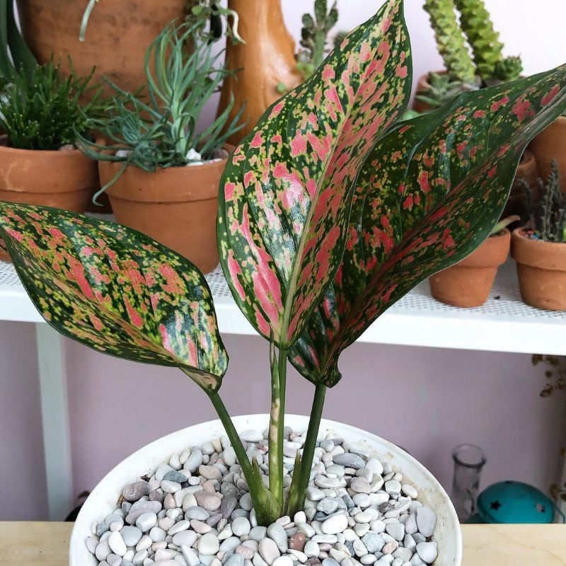 Anakan aglonema red venus-bibit aglonema-red venus