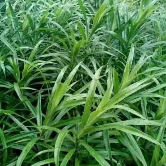 

daun suji/daun pewarna makanan/pewarna makanan berat 500 gram