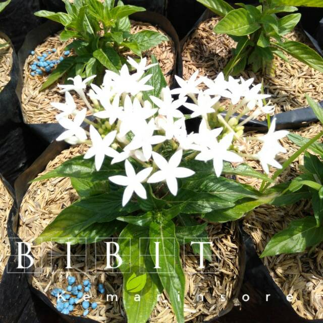 Bibit Pentas Putih/ Bunga Pentas Putih