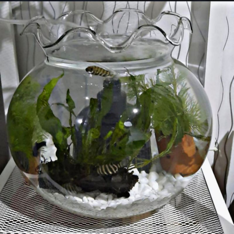 YOLI - AQUARIUM 12,3.L - AQUARIUM BULAT KACA - AQUARIUM HIAS - AQUARIUM CUPANG