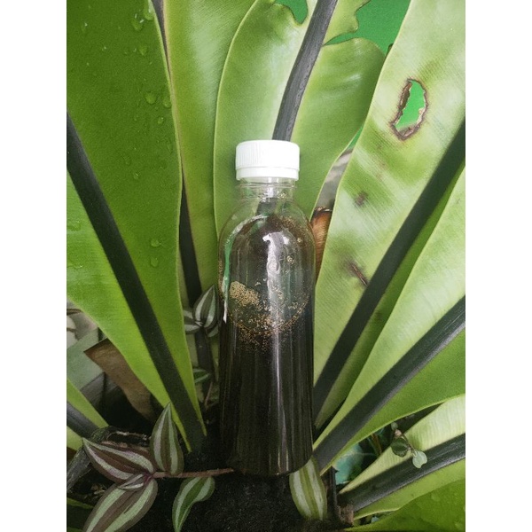 

Madu hutan asli