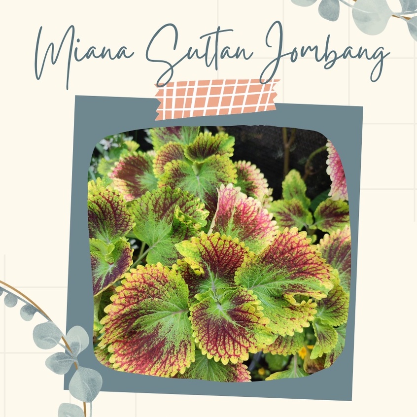 Tanaman Hias Miana Sultan Jombang Bunga Miana Sultan Jombang Miana Premium Sultan Jombang