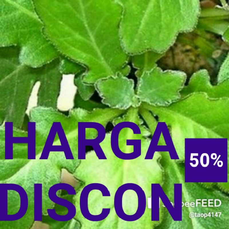 

Discon..10% Daun Dewa Segar per 700 gram