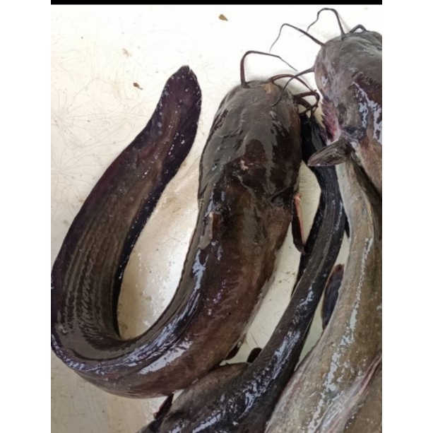 

ikan Sembilang fresh 1kg