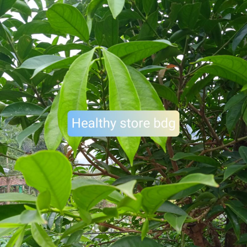 

Daun Mahkota Dewa Segar Paket 1 kg
