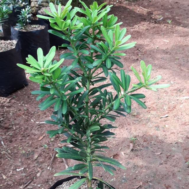 Paket murah 2 lohansung cincuan bahan bonsai tinggi 20-30cm - Tanaman hias hidup