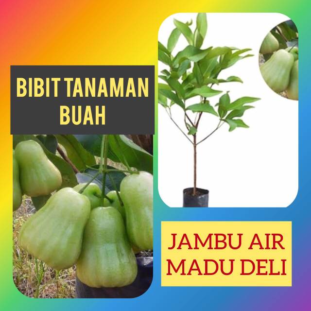 Bibit Tanaman Jambu Air Madu Deli Shopee Indonesia