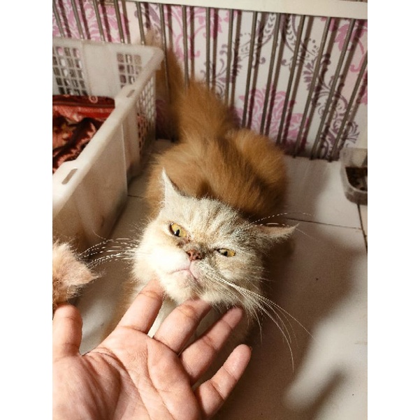 kucing kitten flatnose