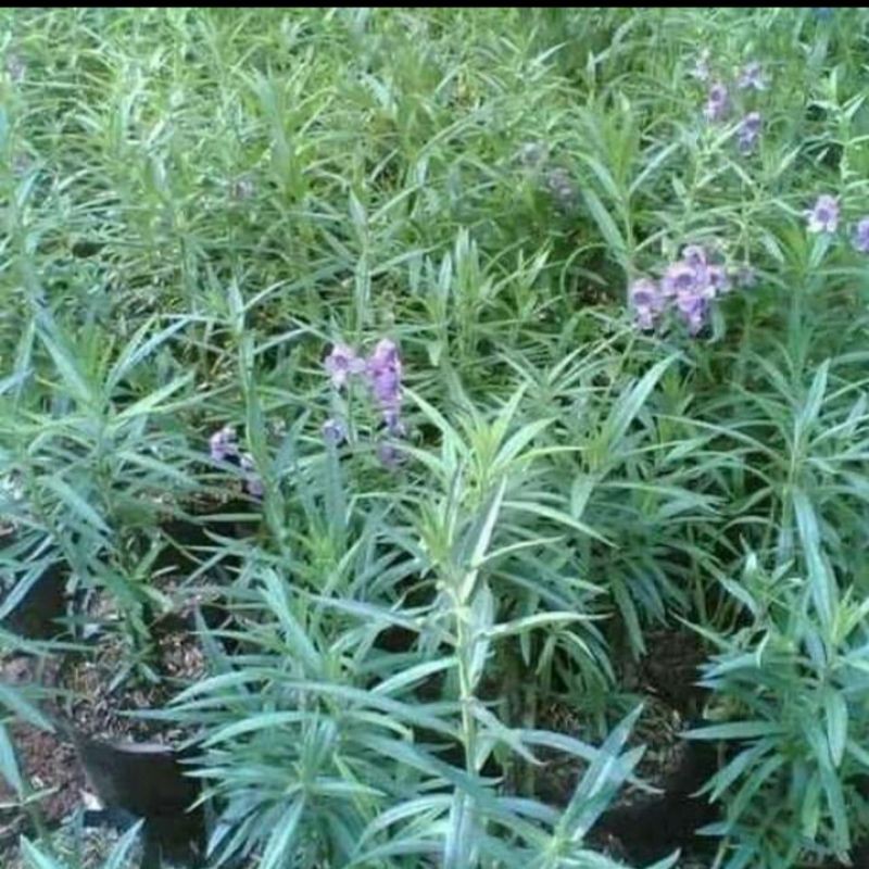 Tanaman lavender - tanaman anti nyamuk - tanaman bunga lavender