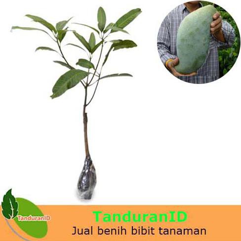 H4J Bibit Tanaman Buah Mangga Mahatir