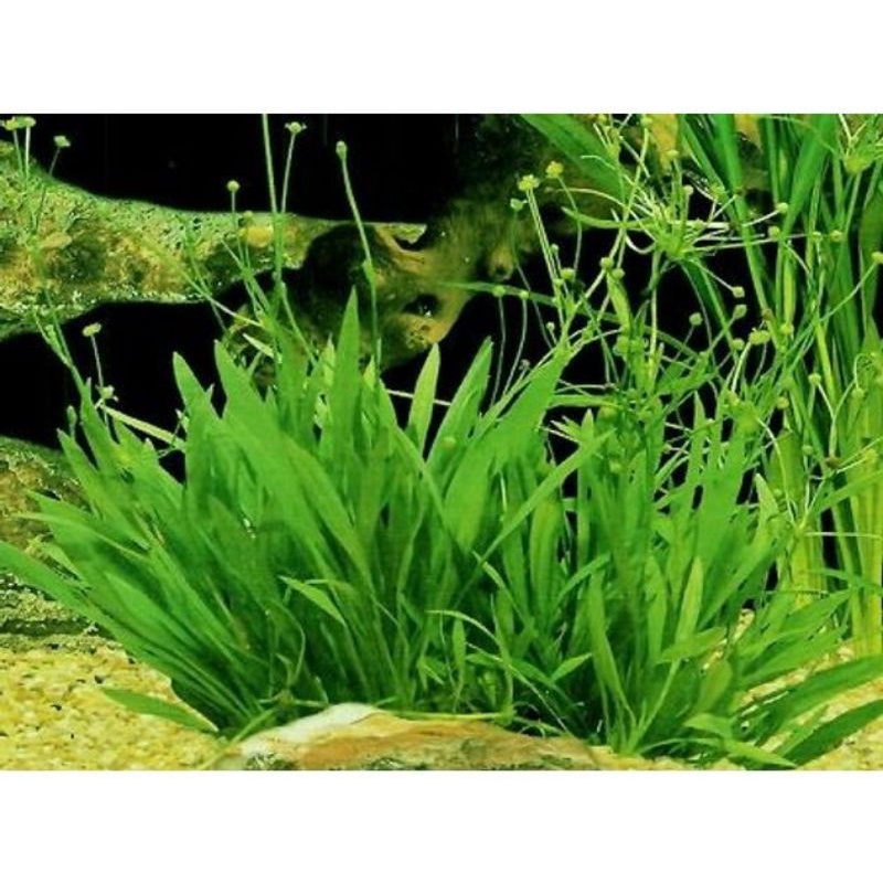 Jual Echinodorus Tenellus ( Tanaman Aquascape Tanpa Co2 ) | Shopee