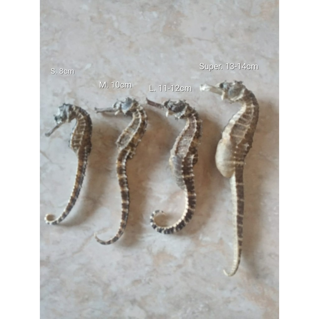 Jual kuda laut asli kering