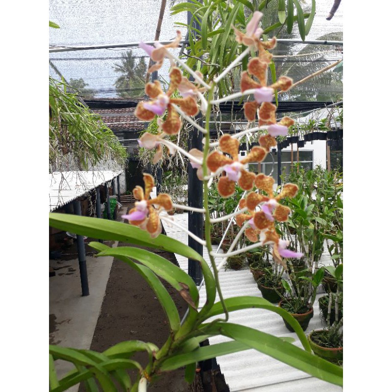 vanda limbata  + dorotis