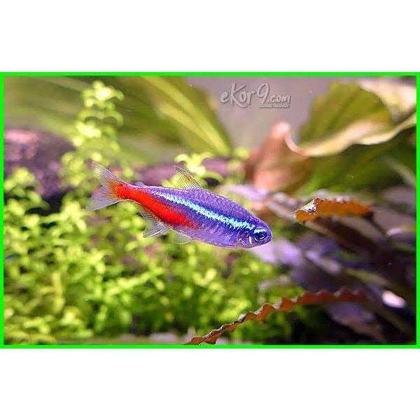 

ikan neon blue diamond10 ekor