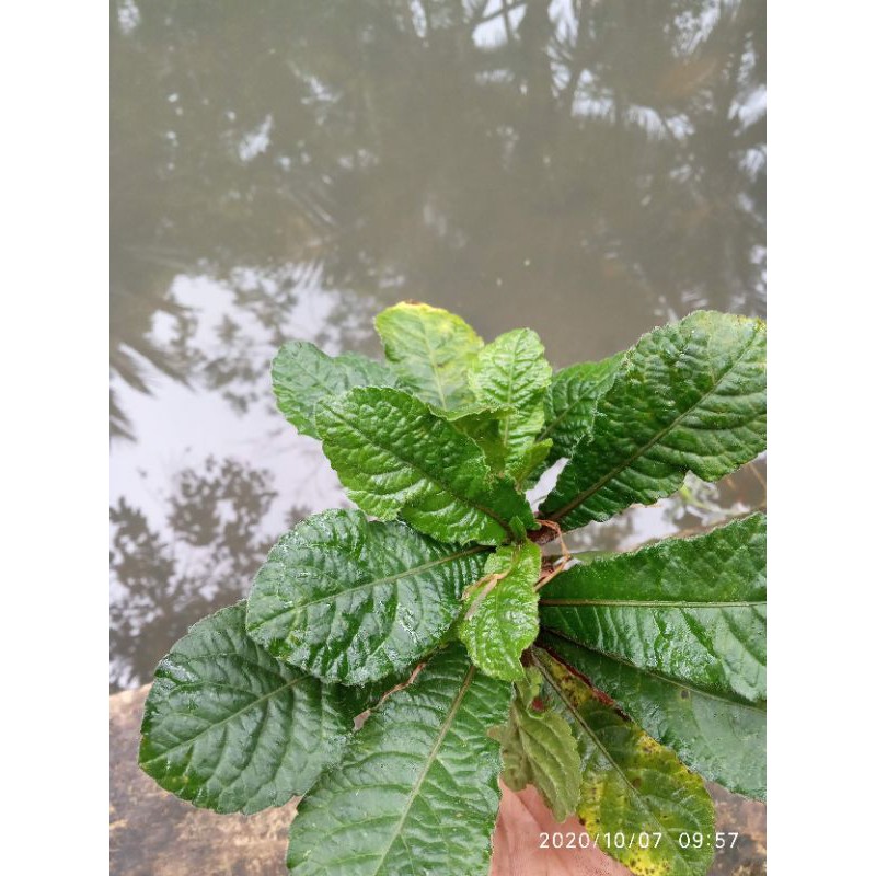 

sawi hutan fresh 250gr