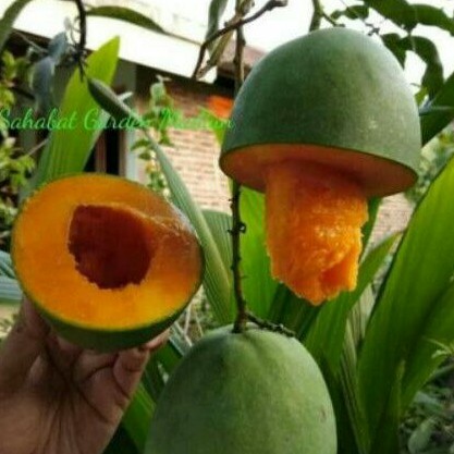 

BIBIT MANGGA ALPUKAT SUPER UNGGUL BERKUALITAS Unggul.... .,