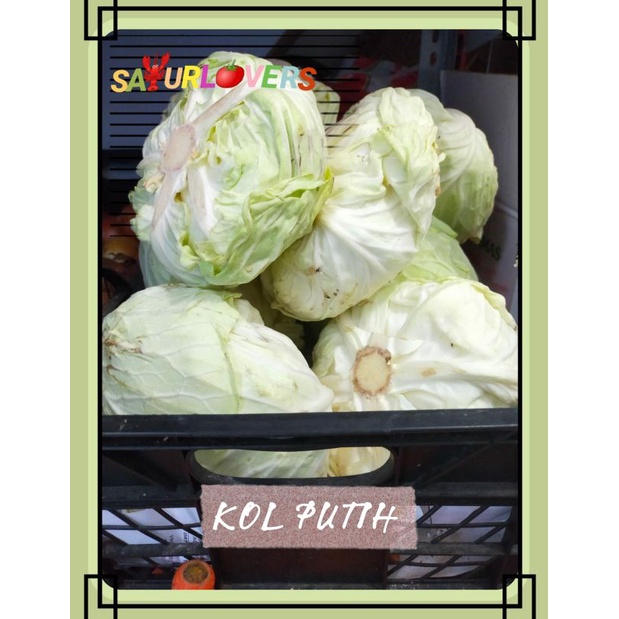 

KOL Putih Lokal SayurLovers