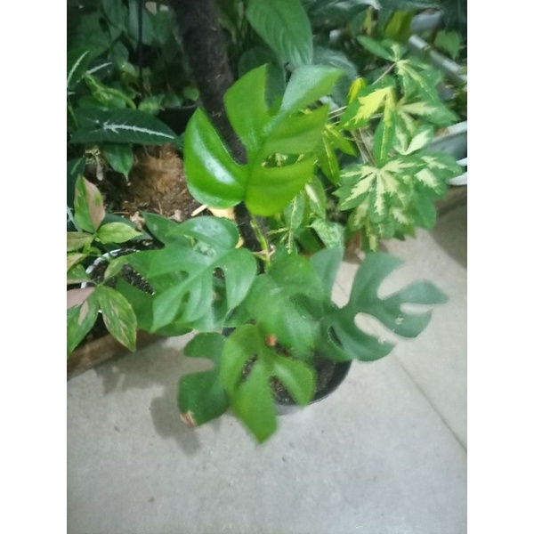 Rhaphidophora tetrasperma