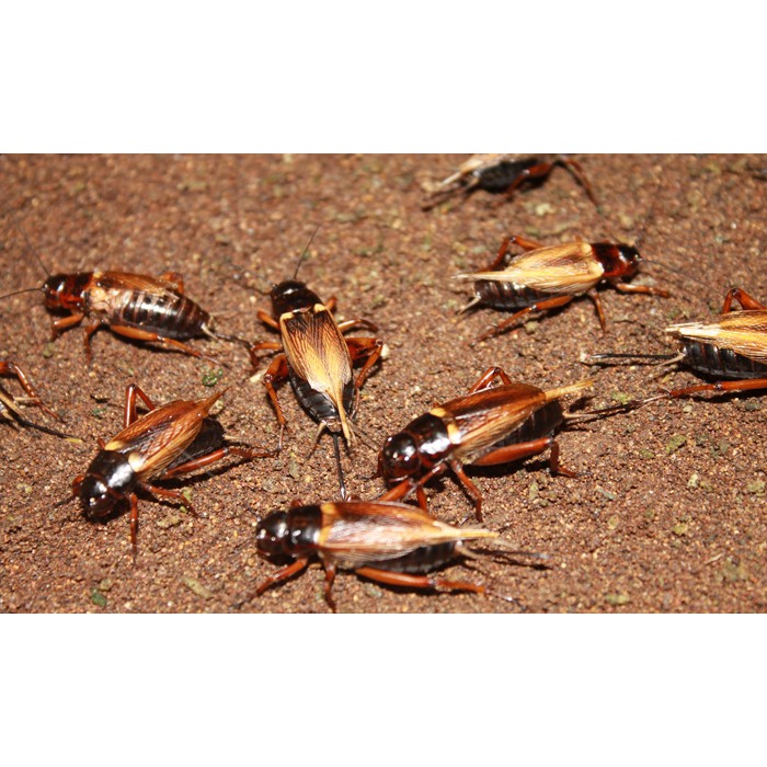 jangkrik hidup pakan ikan predator / burung ± 100 ekor